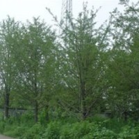 15公分銀杏價(jià)格