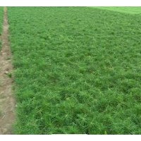 出售樟子松二年生苗