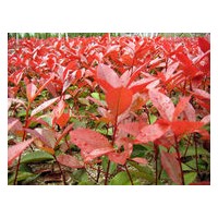 南京天涯雪松苗圃供應(yīng)紅葉石楠