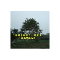 供應(yīng)烏桕樹小苗，2公分烏桕，3公分烏桕，4公分烏桕，5公分烏桕，