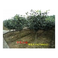 供應(yīng)中華石楠小苗，2公分中華石楠，3公分中華石楠，4公分中華石