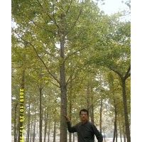 銀杏樹(shù)最新價(jià)格