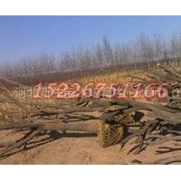 2012年國槐最新報價 新生國槐基地