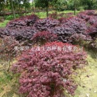 紅繼木批發(fā)價