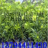 羅漢松苗,海南菜豆苗,桃花心苗,藍花楹苗,幌傘楓苗,人面苗,小葉欖