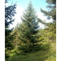 青白扦、云杉、樟子松