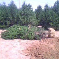 供應(yīng)各種規(guī)格優(yōu)質(zhì)白皮松 華山松 油松