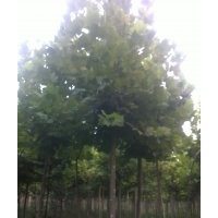 大量出售：3至60公分的國槐，3至25公分的合歡，3至18公分的白蠟