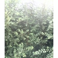 售：1-2-3公分榆樹