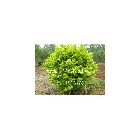 最新臘梅價(jià)格臘梅苗臘梅信息