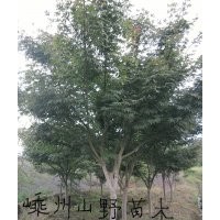 紅楓\垂絲海棠\廣玉蘭\紅白黃玉蘭\櫻花\香樟\紅葉李等