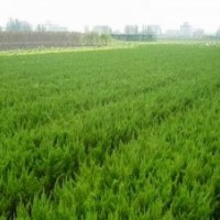 火棘、小葉女貞、繡線菊、金銀木