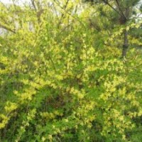 供應(yīng)黃連木苗+黃連木苗+黃連木苗+黃連木樹苗價格