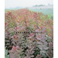 供應(yīng)美國(guó)紅櫨 紅櫨小苗 紅櫨苗 紫葉紅櫨 黃櫨