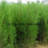 供應(yīng)各種規(guī)格側(cè)柏 側(cè)柏小苗 1-3米營養(yǎng)袋側(cè)柏 量大價(jià)低