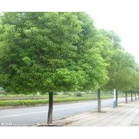 湖南香章樹|郴州白溪馬尼拉草皮苗圃