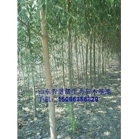 萬畝1-8公分速生柳、垂柳、黃柳出售