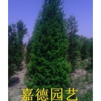 售：2-2.5米北京檜