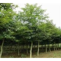 2012元寶楓價格最新報價【南京元譽苗圃