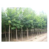 長(zhǎng)期供應(yīng)國(guó)槐、刺槐、楊樹、柳樹