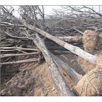 供應工程用苗 工程綠化苗木毛白楊/國槐/法桐/白蠟/千頭椿