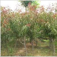 基地直銷碧桃.紫葉桃.櫻花.垂柳.構(gòu)樹.銀杏.欒樹.