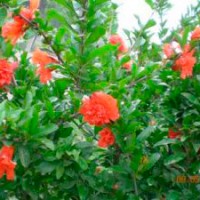 供應(yīng)牡丹花石榴、白蠟、速生法桐、國(guó)槐、高桿大葉女貞