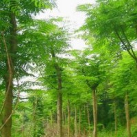 廣東苗木鳳凰木-低價(jià)鳳凰木-袋苗/地苗鳳凰木-鳳凰木批發(fā)