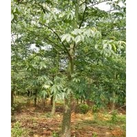 廣東苗木美麗異木棉批發(fā)-苗木美麗異木棉-低價(jià)美麗異木棉