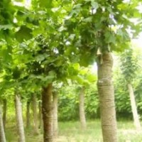 大量出售椿樹小苗、合歡小苗、北欒小苗