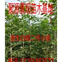 速生白蠟國槐柳樹大小苗（半成品）專供