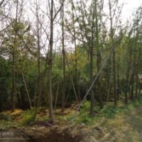 湖北隨州銀杏.銀杏苗.銀杏樹苗.銀杏樹.銀杏苗木