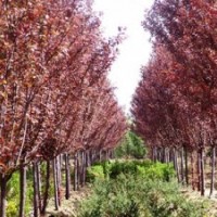 紫葉李價(jià)格