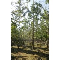 一米量12個(gè)粗的銀杏樹我們只賣這個(gè)價(jià)