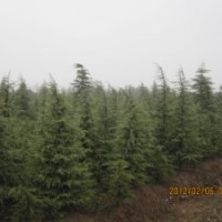 2米3米4米雪松價(jià)格最新報(bào)價(jià)