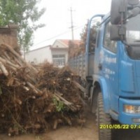 專供白榆，刺槐，107楊樹(shù)