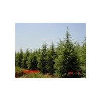 蜀檜價格-蜀檜圖片-蜀檜小苗價格-年底蜀檜價格優(yōu)惠