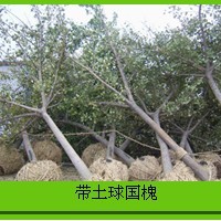 國槐 速生國槐 山東國槐苗木 哪里的速生國槐小苗多 速生國槐小苗