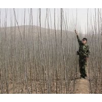 木基地常年提供新疆楊苗木