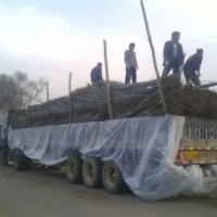 兩根一桿新疆楊、兩年生新疆楊苗