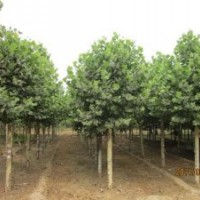 大量供應(yīng)毛白楊 千頭椿 白蠟 法桐 國槐 速生楊 速生柳 黃柳 垂柳