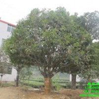 農(nóng)民自產(chǎn)自銷*【精品桂花樹10-50公分】