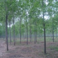 哪里的國槐樹便宜？