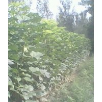 楸樹，欒樹，合歡，大葉女貞，梓樹小苗