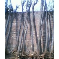 哪有15公分國槐樹