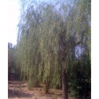 垂柳基地；現(xiàn)有18-25垂柳需要出售