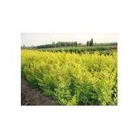 供應(yīng)刺柏，蜀檜，紅葉李，金葉女貞，紅葉小檗