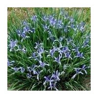 --量低價(jià)出售；速生白臘成品，半成品，速生國槐成品