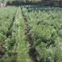 供應(yīng)白皮松小苗價格，山西白皮松小苗價格