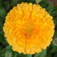 龍爪槐、木瓜、紅葉李、紅葉碧桃